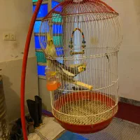 عروس هلندی نر،ماده دونِ خوار ۲ساله