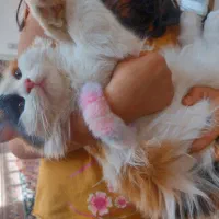 گربه پرشین کالیکو|گربه|میبد, |دیوار