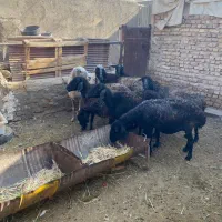 ۸ راس میش آبستن فروشی