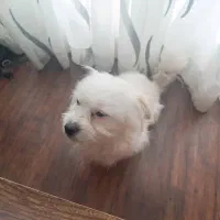 سگ پیدا شده