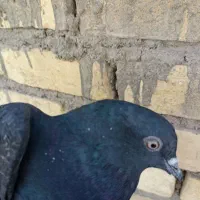 طوقی. زاغ|پرنده|حمیدیا, |دیوار