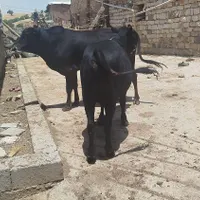 گوساله نر|حیوانات مزرعه|جوانرود, |دیوار