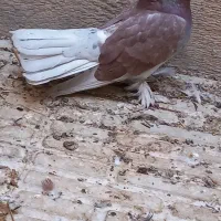 کبوتر نر چتری|پرنده|قم, بوستان علوی|دیوار