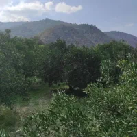 زمین باغی سنددار