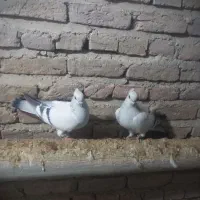 کبوتر شامی|پرنده|چهاربرج, |دیوار