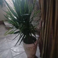 یوکا