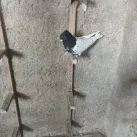 کبوتر بهبانی شهری|پرنده|شیراز, تندگویان|دیوار