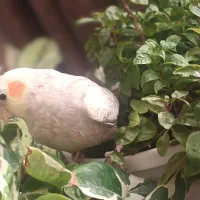 عروس هلندی دستی|پرنده|تربت‌حیدریه, پیشکوه|دیوار