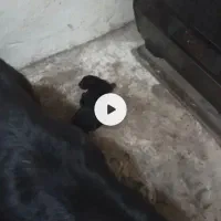 سگ ژرمن بلک نژاد اصیل ا