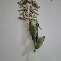 سه عدد طوطی برزیلی نروماده دستباز|پرنده|سنندج, |دیوار