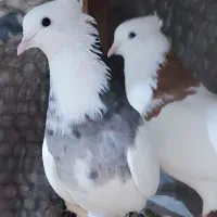 جفت کبوتر طوقی