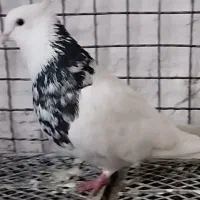 کفتر طوق شازده نر