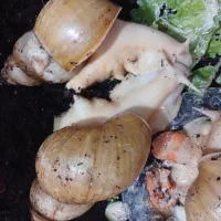 حلزون|خزنده|زنجان, |دیوار