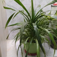 گل پاندانوس