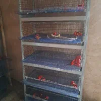 قفس ۵ طبقه بلدرچین