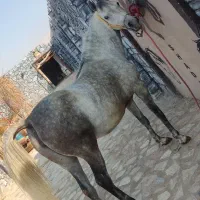 چند راس اسب تک بندی شجره دار قوی