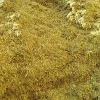 یونجه مرگور|لوازم جانبی حیوانات|ارومیه, |دیوار