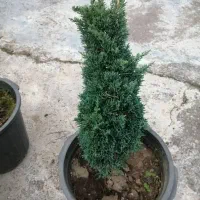 فروش گل پیوند|گل و گیاه طبیعی|کتالم و سادات شهر, |دیوار