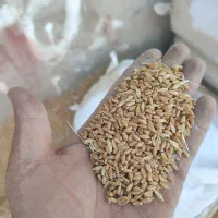 گندم|خوردنی و آشامیدنی|کارون, |دیوار