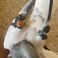 بدرنگ|حیوانات|شیراز, کفترک|دیوار