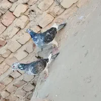کبوتر|پرنده|خاش, |دیوار