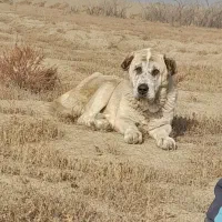 واگوزاری سگ ماده