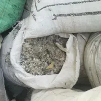 زیل کود کبوتر