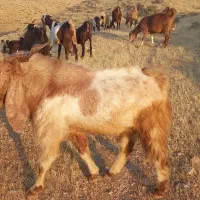 سایرین بزرگ و هیکلی|حیوانات مزرعه|کوهنانی, |دیوار