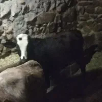 گاو.وگوساله|حیوانات مزرعه|دهگلان, |دیوار