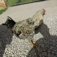 فروش خروس محلی