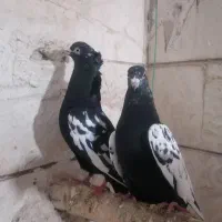 تعدادی کفتر رنگه سینه و سرخ