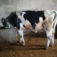 گاو یا گوساله نر