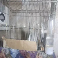 یک‌جفت‌عروس‌هلندی‌برای‌‌پرورش‌با‌قفس‌ولانه