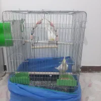 دو عدد عروس هلندی به همراه وسایل