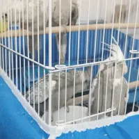 عروس هلندی لتینو|پرنده|فولادشهر, مسکن مهر فولادشهر|دیوار