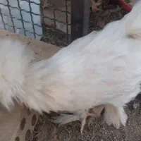 مرغ وخروس سلطان ونیمچه سلطان|حیوانات مزرعه|تویسرکان, |دیوار