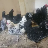 تخم نطفه دار گلین