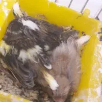 پرنده قفسی|پرنده|آبدانان, |دیوار