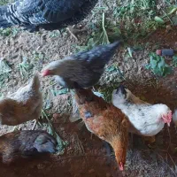 مرغ تخمگذار|حیوانات مزرعه|شیراز, حومه شیراز|دیوار