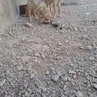 حیوانات مزرعه