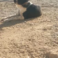 واگذاری سگ قدرجونی