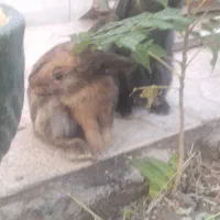 خرگوش لوپ|موش و خرگوش|نجف‌آباد, یزدانشهر|دیوار