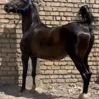 مادیان درجه یک