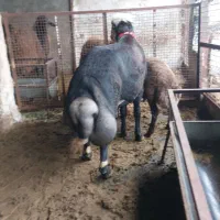 قوچ کله عروس