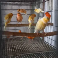 فروش قناری تعداد