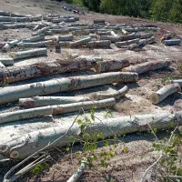 برش و برداشتن انواع درخت و چوب