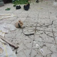 فروش 20عددخرگوش سالم