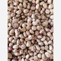 درخدمت دوستان هستیم نقدواقساط