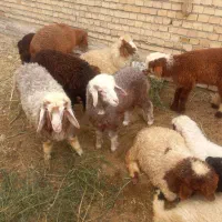 بره فروشی