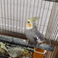 عروس هلندی|پرنده|خوی, |دیوار